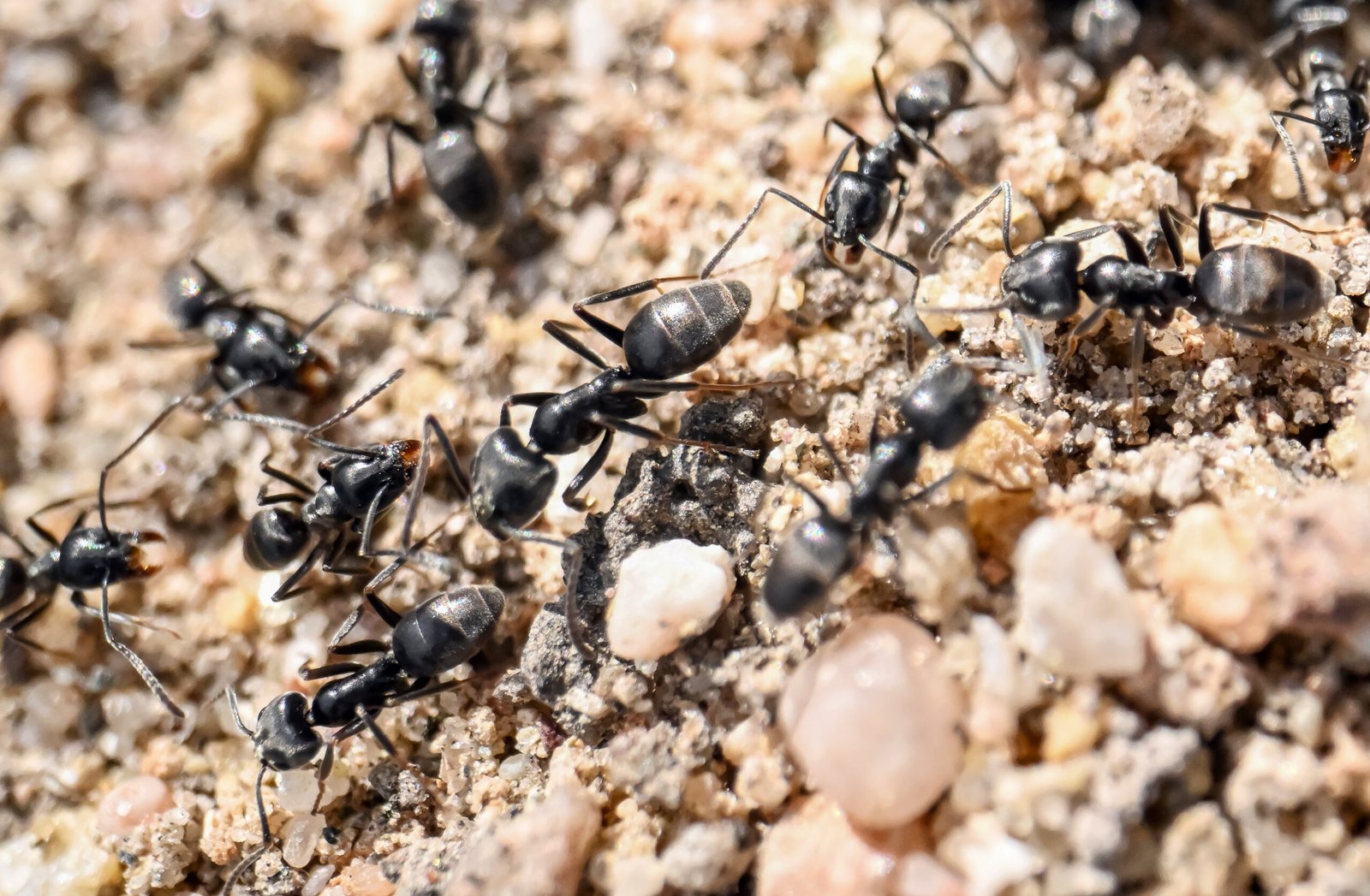 1744709292784 8b2vp ants scaled