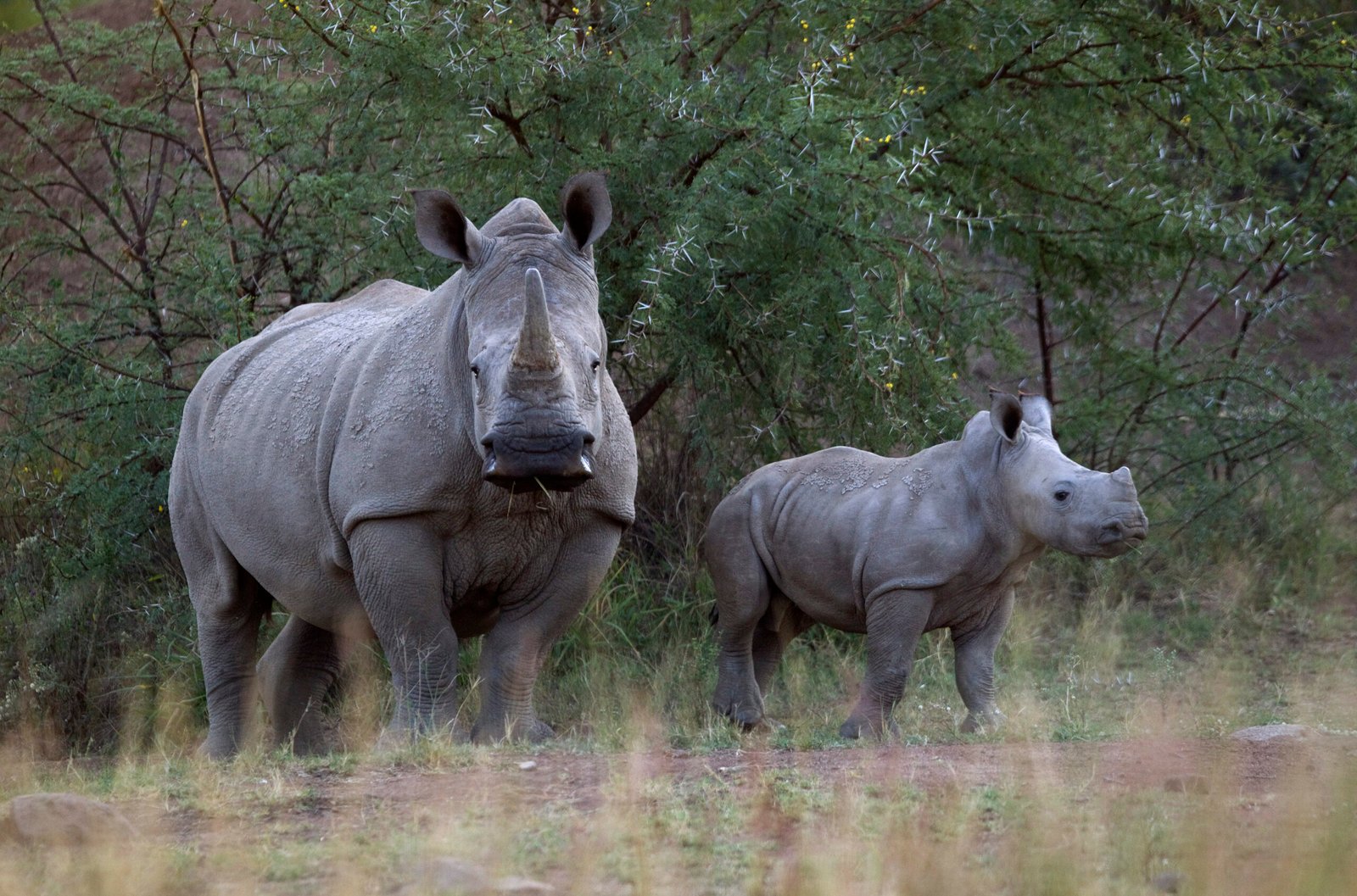 2012 04 24t120000z 718456833 gm1e p000u01 rtrmadp 3 africa poaching scaled