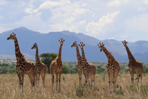 giraffes conservation 18979
