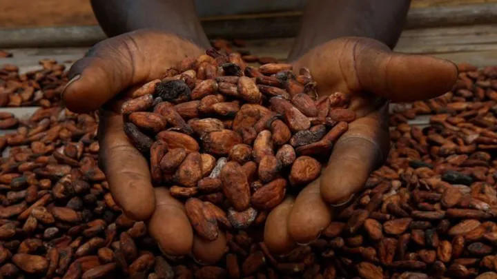 2025 10 08t161023z 1 lynxnpel970si rtroptp 3 cocoa ivorycoast weather main