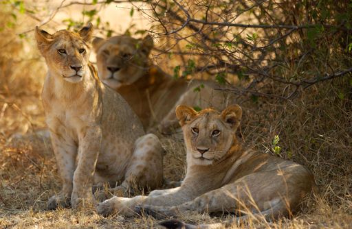 280102a0de5afdff43b5cf90c3d3a0478df8fdc28fca63df56cc7ceb258a822d