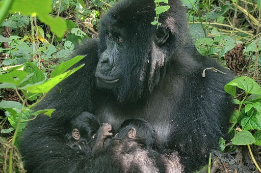 6ca3334e5b229b2d4baeab5422badf3464f8e1a44ca00b5f6eec926f4dd7f7f0