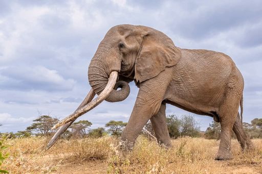 kenya beloved elephant dies 95478
