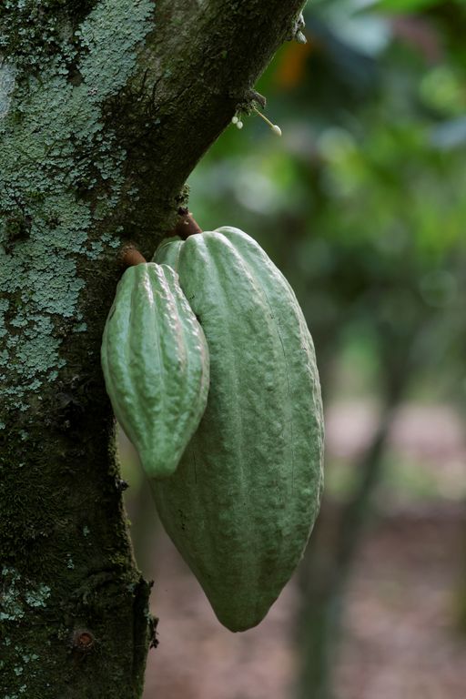 2026 02 12t173241z 2108413956 rc23jja8wsot rtrmadp 3 cocoa ghana farmers