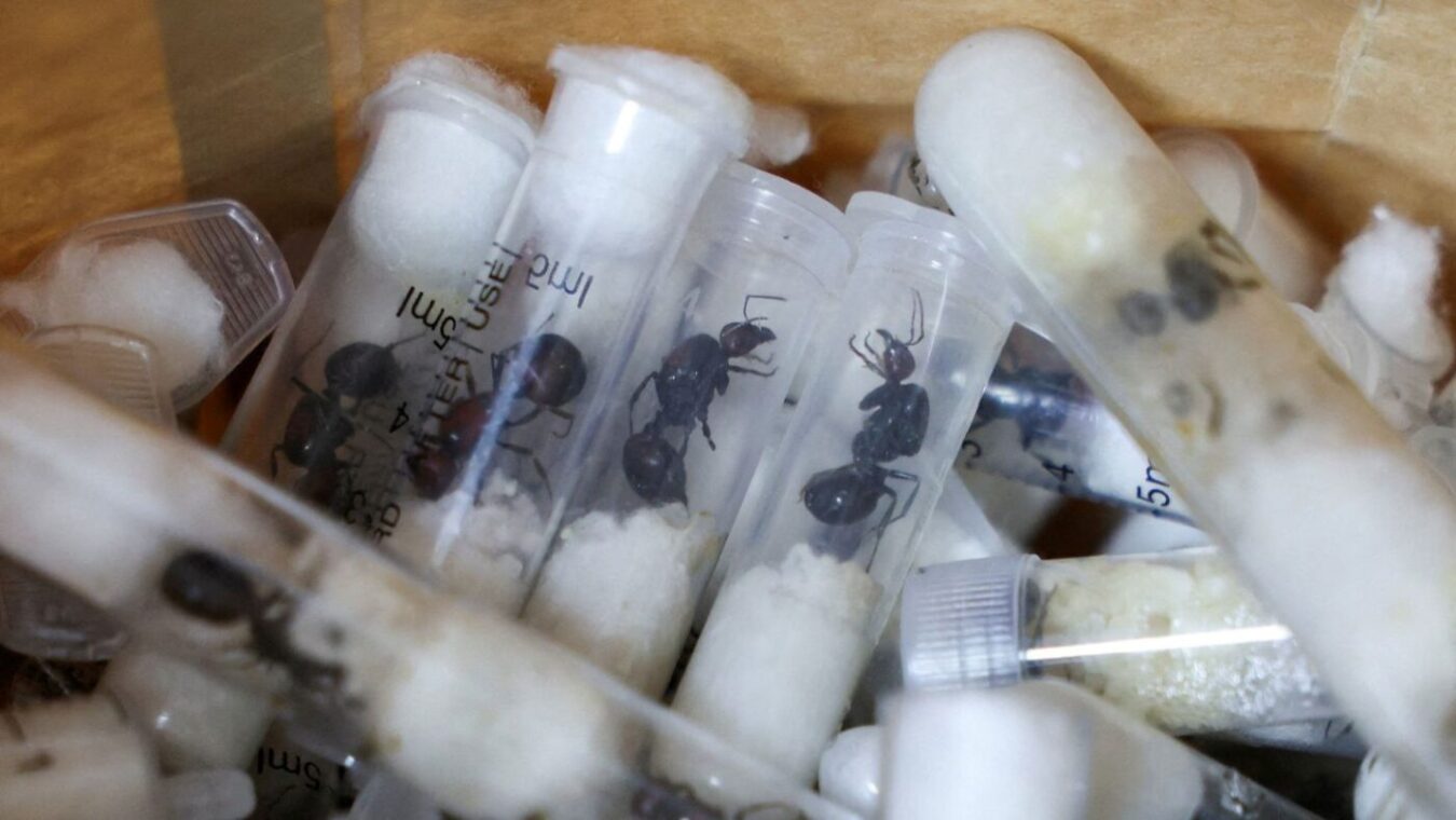 2025 04 15t095708z 1515042467 rc2uxda02s8x rtrmadp 3 kenya ants e1773314965261