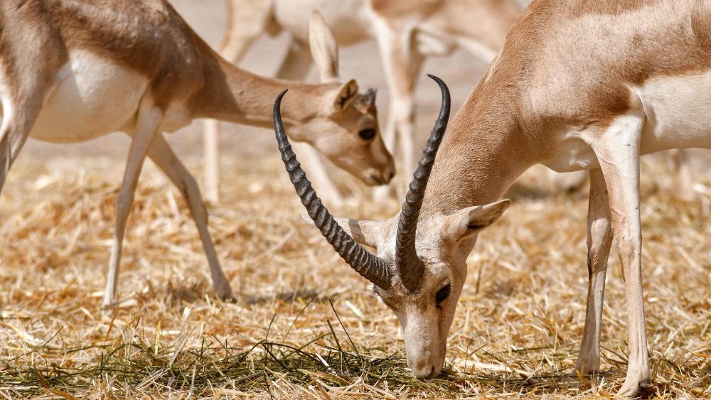 cq5dam.thumbnail.cropped.1000.563