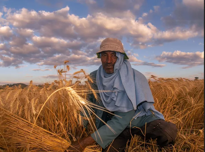 ETHIOPIA WHEAT FARMER 1